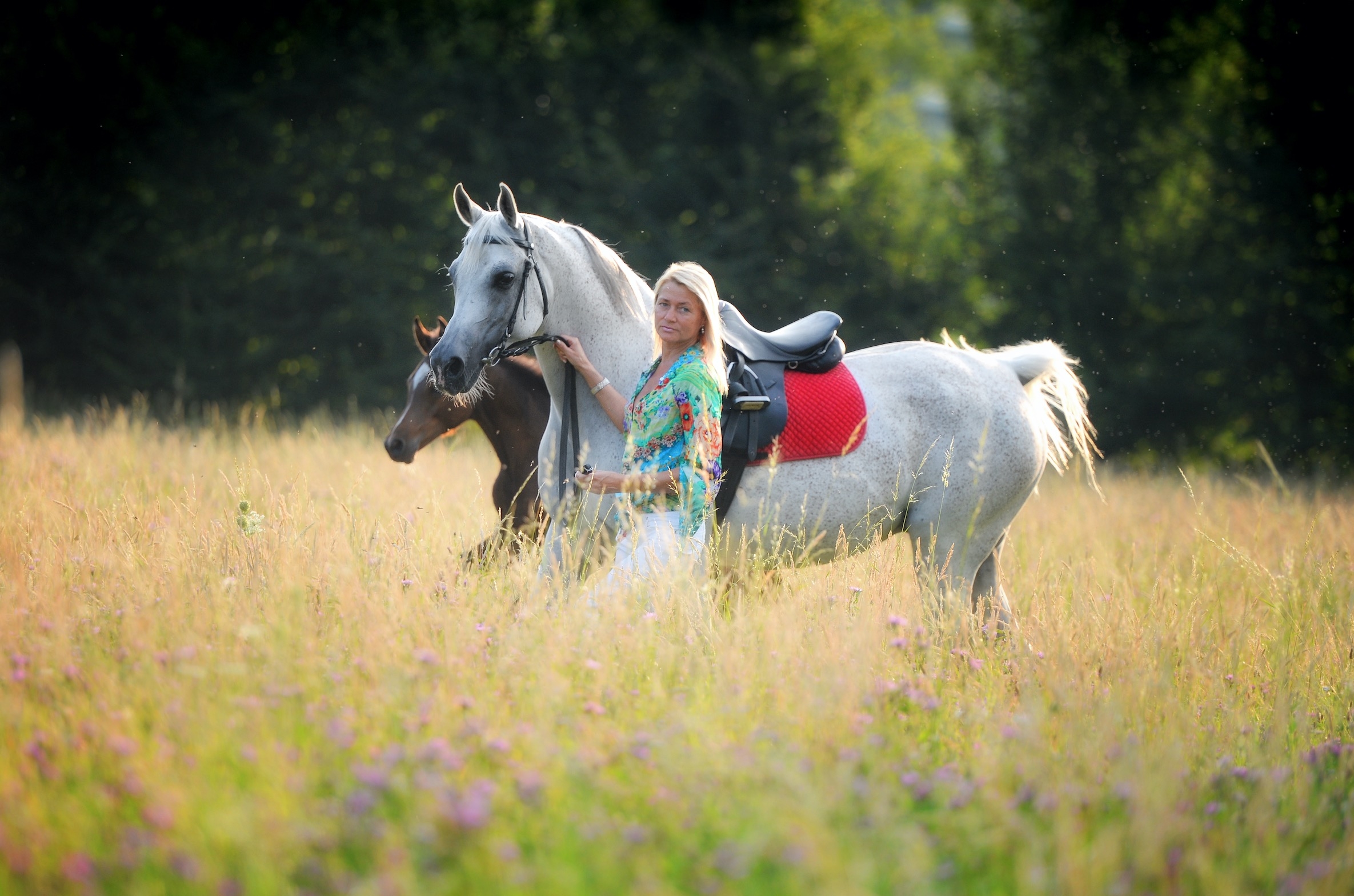 High Quality Arabian Horses, Finest Arabian Horses to Buy Stigler Stud